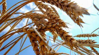 Египет расторг довоенные контракты на поставку больше 200 тонн украинского зерна – СМИ