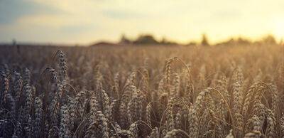 Єгипет розірвав довоєнні контракти на постачання 240 тонн українського зерна
