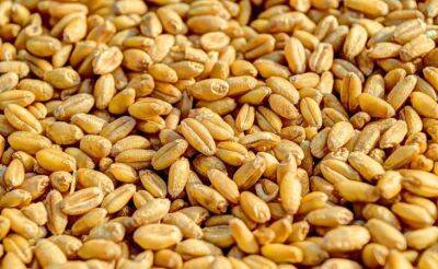 Египет расторг контракты на 240 тысяч тонн украинской пшеницы — Reuters