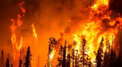 В Якутії горять ліси: стихія вже знищила понад 110 тисяч гектарів лісу