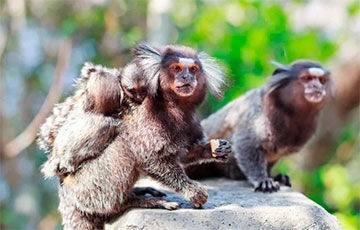 Ученые: Детеныши обезьян учатся звать родителей еще в утробе матери