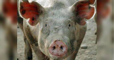 Не люблять навіть тварини: у росії свиня вкусила чоловіка, і той помер