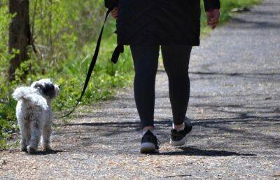 В Твери у пенсионерки стащили сумку, пока она искала убежавшую собаку