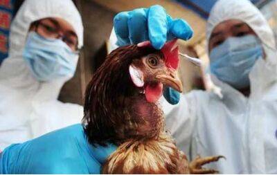 В Нидерландах из-за птичьего гриппа забили 105 тысяч кур
