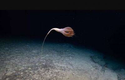 Вчені виявили в океані гігантську істоту зі щупальцями (Фото, Відео)