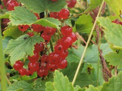 Производители ягод в РФ ожидают снижение урожая на 30-50%