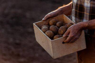 Эксперты рассказали, как получить огромный урожай картофеля