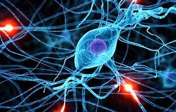 Медики развенчали популярный миф о нервных клетках