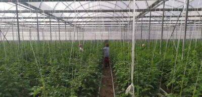 В Джелонди ГБАО активно развивается тепличное овощеводство