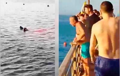 Чехия - В Египте женщина погибла после нападения акулы - vinegret.cz - Австрия - Египет - Чехия - Скончался