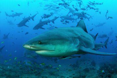 После нападения акулы в Красном море погибла еще одна туристка - news.israelinfo.co.il - Австрия - Израиль - Египет - Румыния