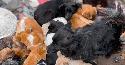 600 собак и волонтеры оказались в ловушке в оккупированном Херсоне