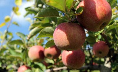 Рекордный урожай яблока в Узбекистане находится под угрозой уничтожения из-за аномальной жары
