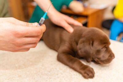 Владельцев собак предостерегают от опасной вакцины