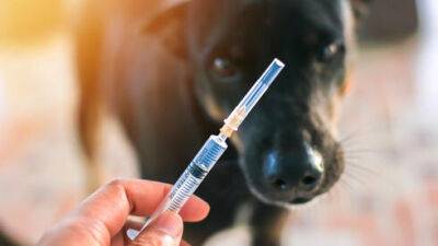 Новая вакцина от бешенства вызывает побочные эффекты у домашних животных