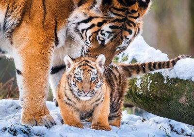 В чешском зоопарке родились три уссурийских тигренка