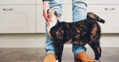 Ученые рассказали, почему кошки трутся о ноги хозяина