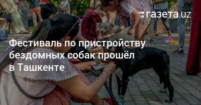 Фестиваль по пристройству бездомных собак прошёл в Ташкенте