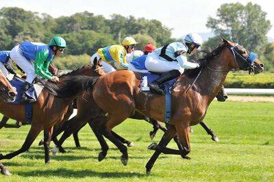 После смерти лошади на соревнованиях в Аахене PETA призывает запретить конный спорт