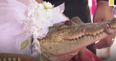 В Мексике мэр рыбацкой деревушки взял в жены крокодила (видео)