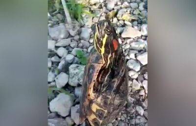 Черепаху поймали на живца в Волге в Тверской области