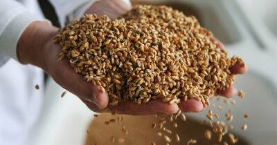 Россия незаконно вывозит из Украины по 150-170 тыс. тонн зерна в месяц, — посол Украины
