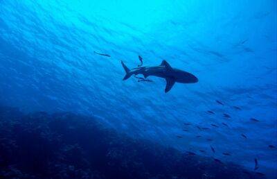 Туристы в Турции шваброй прогнали акулу с побережья