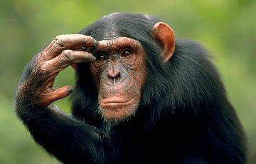 Ученые сравнили мозг шимпанзе и человека и поняли, почему обезьяны не говорят