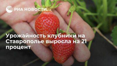 Урожайность клубники на Ставрополье выросла на 21 процент
