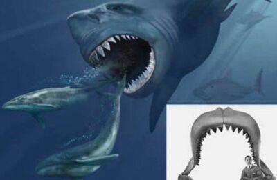 10 cамых странных акул, известных нам сегодня