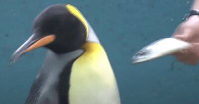 В Японии пингвины из океанариума объявили голодовку из-за дешевой рыбы (видео)