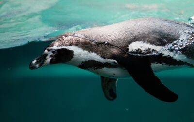 В Японии пингвины "объявили" голодовку