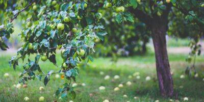 Три важных действия. Как правильно ухаживать за плодовыми деревьями в саду летом - nv.ua - Украина