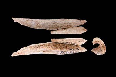 Знайдено стародавні прикраси з людських кісток