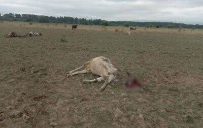 В Черниговской области оккупанты обстреляли Градами стадо коров