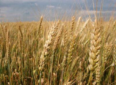 Харьковские аграрии приступили к сбору озимых: каким будет урожай