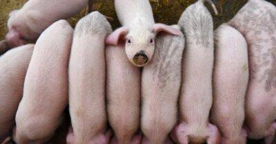 В Латвии констатирована первая в этом году вспышка Африканской свиной чумы – ликвидируют 1500 животных