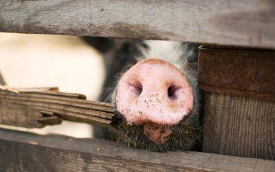 Спустя два года в Литве выявлена африканская чума свиней на ферме
