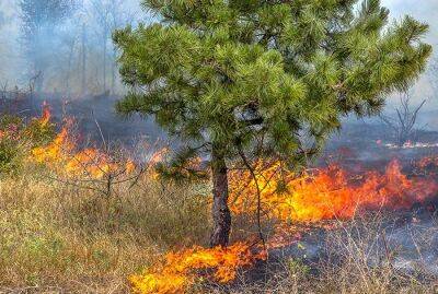 Лесной пожар на границе с Саксонией пока не удалось потушить