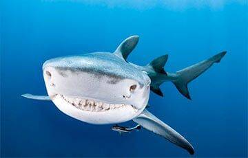 Ученые рассказали, сколько на самом деле зубов у акулы