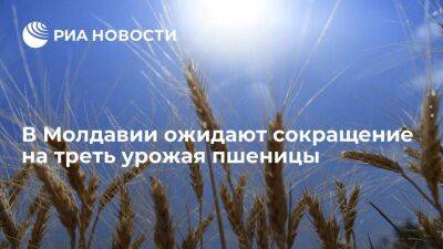 Глава Минсельхоза Молдавии Боля спрогнозировал сокращение урожая пшеницы на треть