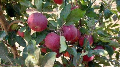 Самый красивый сорт яблок начали выращивать в Израиле: идеальный для фото в соцсетях