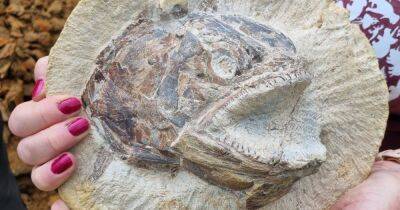 В Британии на ферме нашли редкую окаменелость вымершей рыбы (фото)