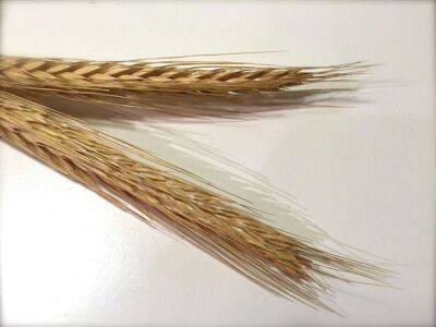 Экспортная пошлина на пшеницу из РФ с 10 августа повышается до 5219,6 рублей за тонну
