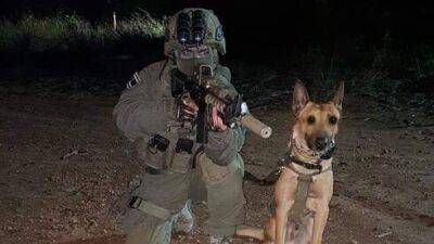 Задержал террориста и погиб, выполняя задание: полицейский пес Зили убит боевиком в Шхеме