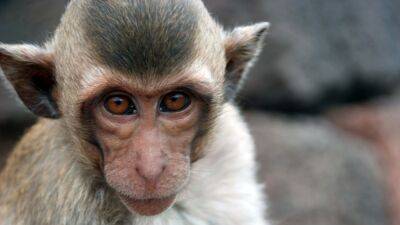 ВОЗ сожалеет об убийстве обезьян от страха заразиться оспой