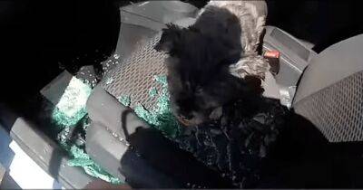 Полицейские в Британии разбили окно в машине и спасли умирающую от жары собаку (видео)