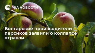 Болгарские производители персиков заявили о коллапсе отрасли из-за волны импорта из Греции