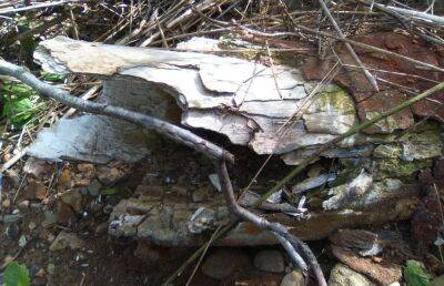 В Тверской области продолжаются раскопки в месте обнаружения мамонта Вадима