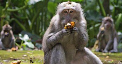 В Бразилии решили перетравить всех обезьян из-за опасений обезьяньей оспы, – СМИ